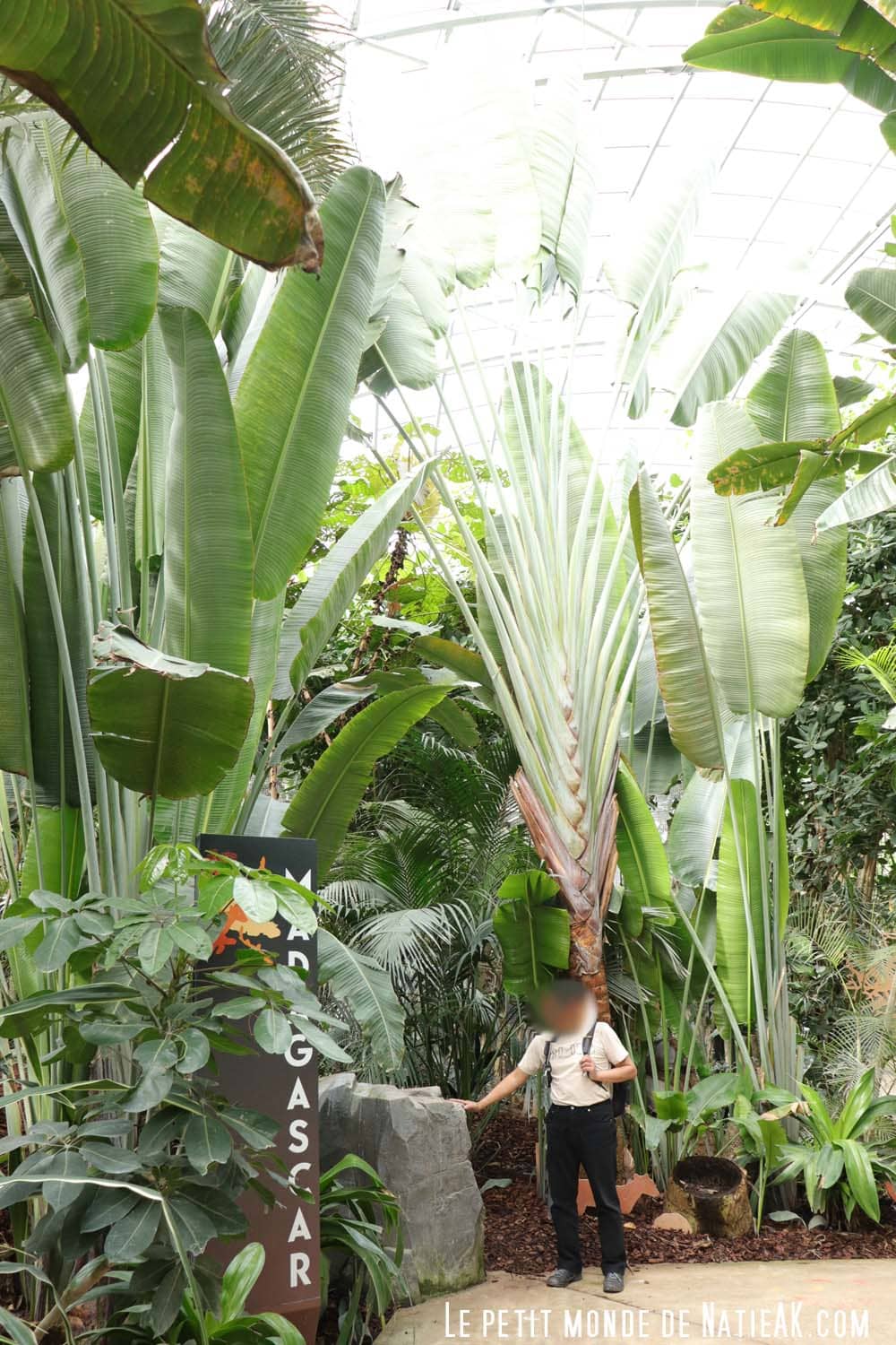 Forêt tropicale de Madagascar Zoo de vincennes