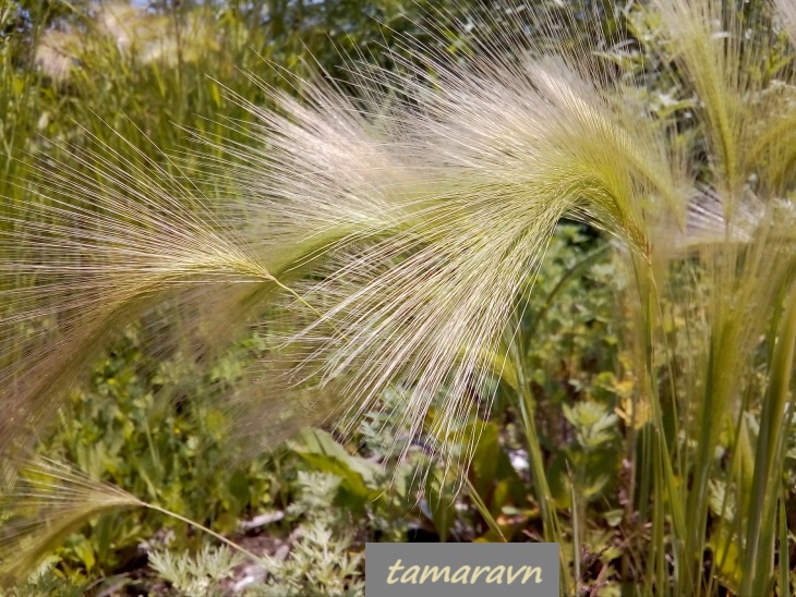 Ячмень гривастый (Hordeum jubatum)