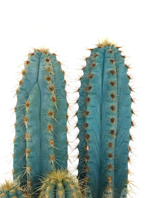 Pilosocereus Azureus kaktüs cactus bitki bakılı nasıl bakılır #pilisocereus #pilisocereus #cactus #kaktüs #bitki #bitkibakımı #kaktüsnasılbakılır #kaktüsbakımı #çiçek #flower #plant