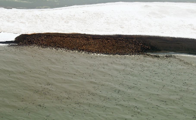 This 27 September 2013 image provided by NOAA Fisheries shows thousands of walruses hauling out on a remote barrier island in the Chukchi Sea near Point Lay, Alaska. An estimated 10,000 Pacific walrus have gone ashore on Alaska's northwest coast and are bunched along a beach near the village of Point Lay. The National Marine Fisheries Service says 1,500 to 4,000 walrus were counted Sept. 12 and numbers had swollen to 10,000 on Friday, 27 September 2013. Photo: Stan Churches / NOAA Fisheries