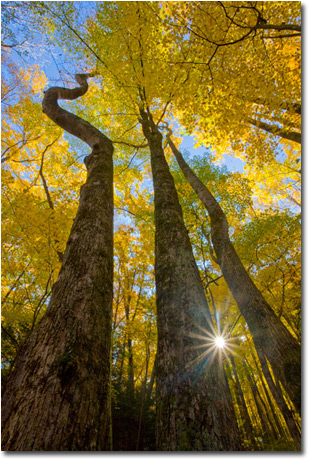 Nature Photography Online Course with Instructor Richard Bernabe