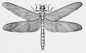 Meganeura - Massive Dragonfly