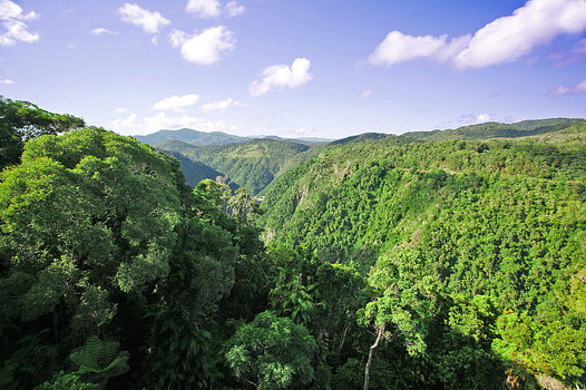 CiriCiri Hutan Hujan Tropis