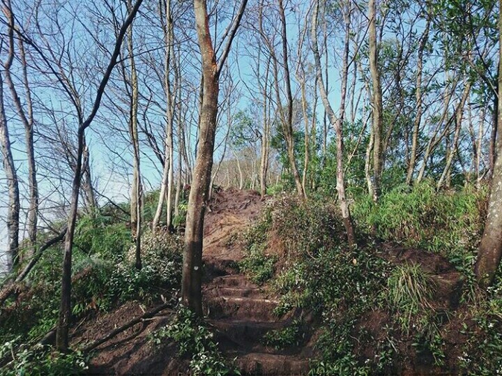 Hutan Mati Merbabu Via Jalur Suwanting - VIApendaki