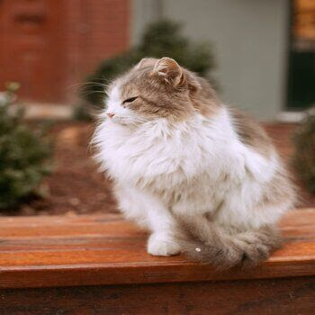 how to take care of a long haired cat