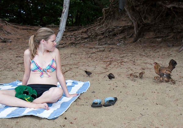 Pourquoi ne Kaua`i ont tant de poulets sauvages