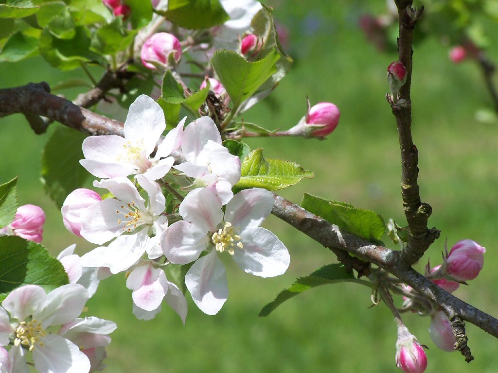 Apple Blossom Wallpapers - Wallpaper Cave