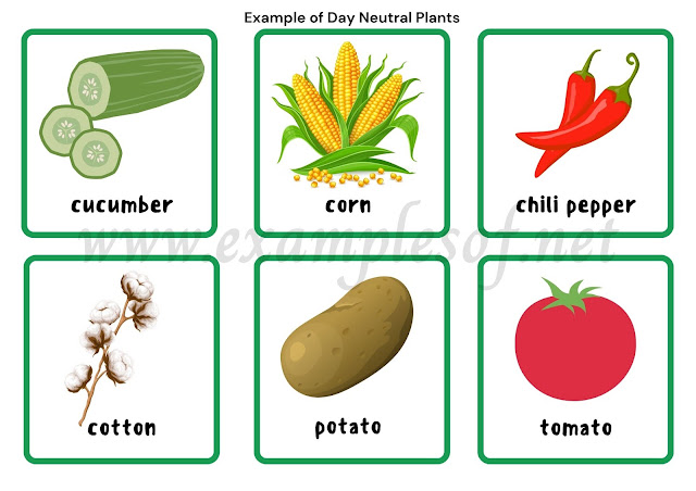 Example of Day Neutral Plants