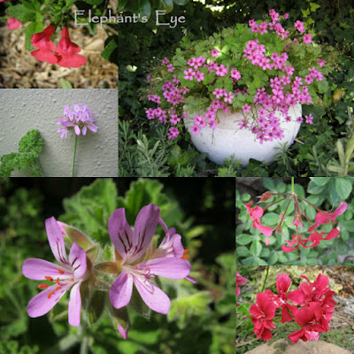 Pink March flowers