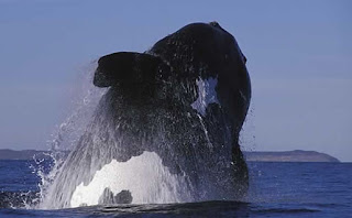 Foto del salto de una ballena en Puerto Pirámides Península Valdés