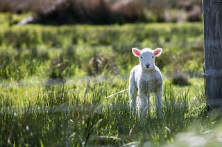 lamb, looking like he's ready to be a rascal and get lost