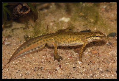 Palmate Newt