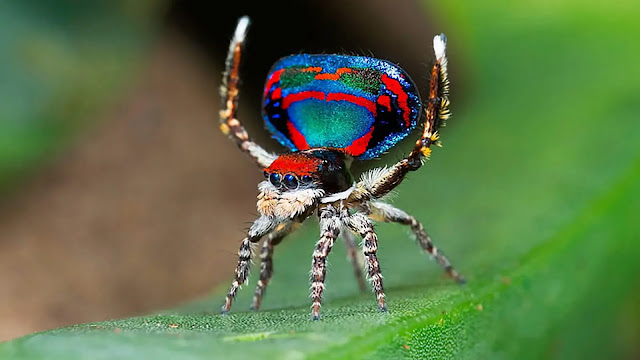 Peacock Spiders