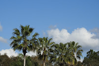 The tops of palm trees against a blue and white sky.