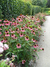 Purple coneflower ( Echinacea purpurea) fall blooms at the Toronto Botanical Garden by garden muses-not another Toronto gardening blog