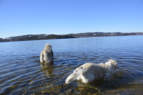 rytterager leonberger golden retriever bading