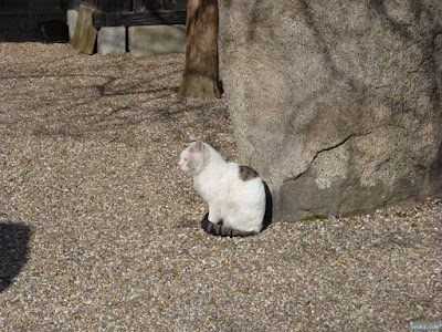 皇大神宮の猫