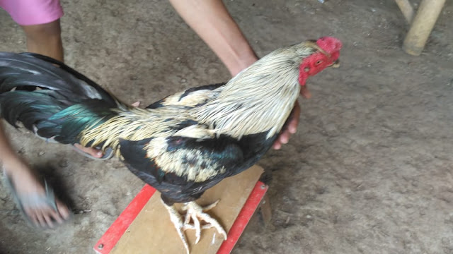 Ayam Bangkok Wido Jalak Super Teknik Pukul Jalu Menang 5x