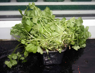 Shop bought coriander plant looking droopy and unhappy