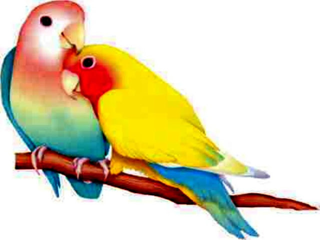 Picture Love Birds