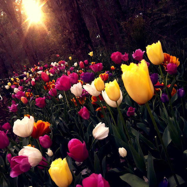 Holland Tulips Field