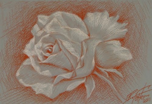 white rose drawing. white rose drawing. white rose sanguine pastel; white rose sanguine pastel. panzer06. Jun 19, 03:48 PM. In testing throughout the SE, I find I consistently