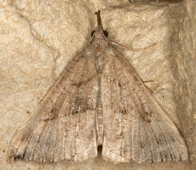 Snout, Hypena proboscidialis.  Noctuid.  Moth trap at Farthing Downs with Gill Peachey, 4 October 2011.