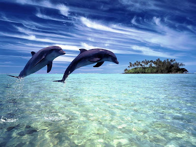 Beautiful Dolphin Normal Resolution HD Wallpaper 5