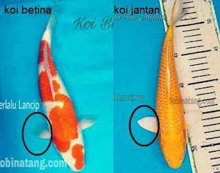 Bentuk Sirip Ikan Koi