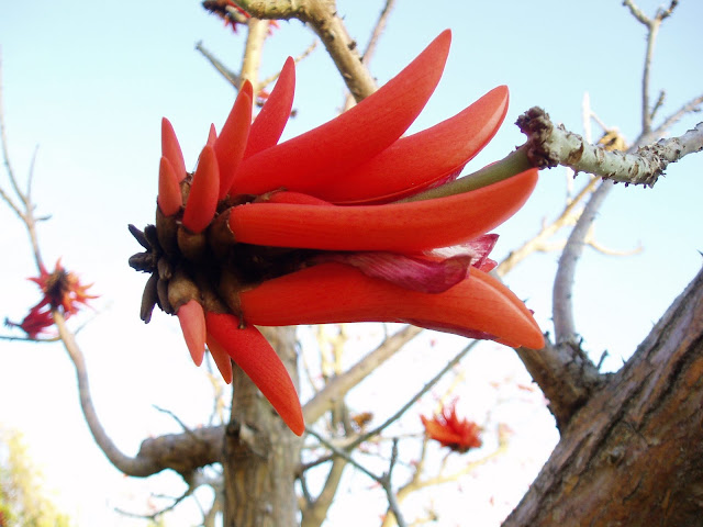 ÁRBOL DEL CORAL: Erythrina lysistemon