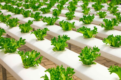 View of vegetables on the table