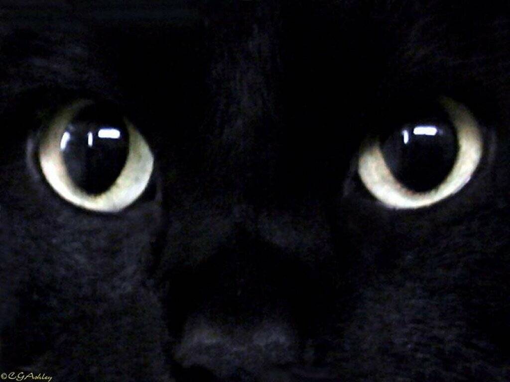 images de chats noirs et blancs - Chat Noir Et Blanc Images gratuites sur Pixabay