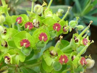 Euphorbe characias - Euphorbia characias 