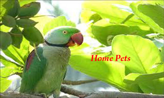 Home Pet Parrots