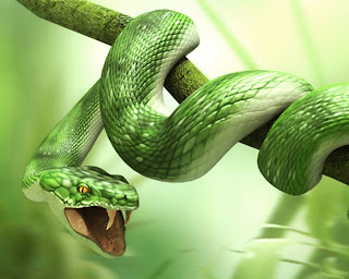 3D Green Snake HD Wallpaper