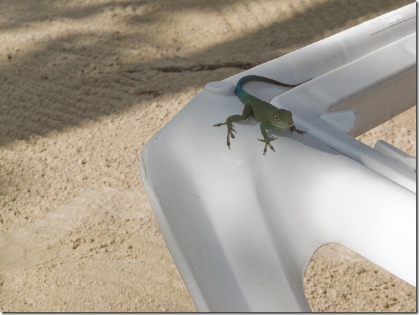 Jamaica (4 of 8)