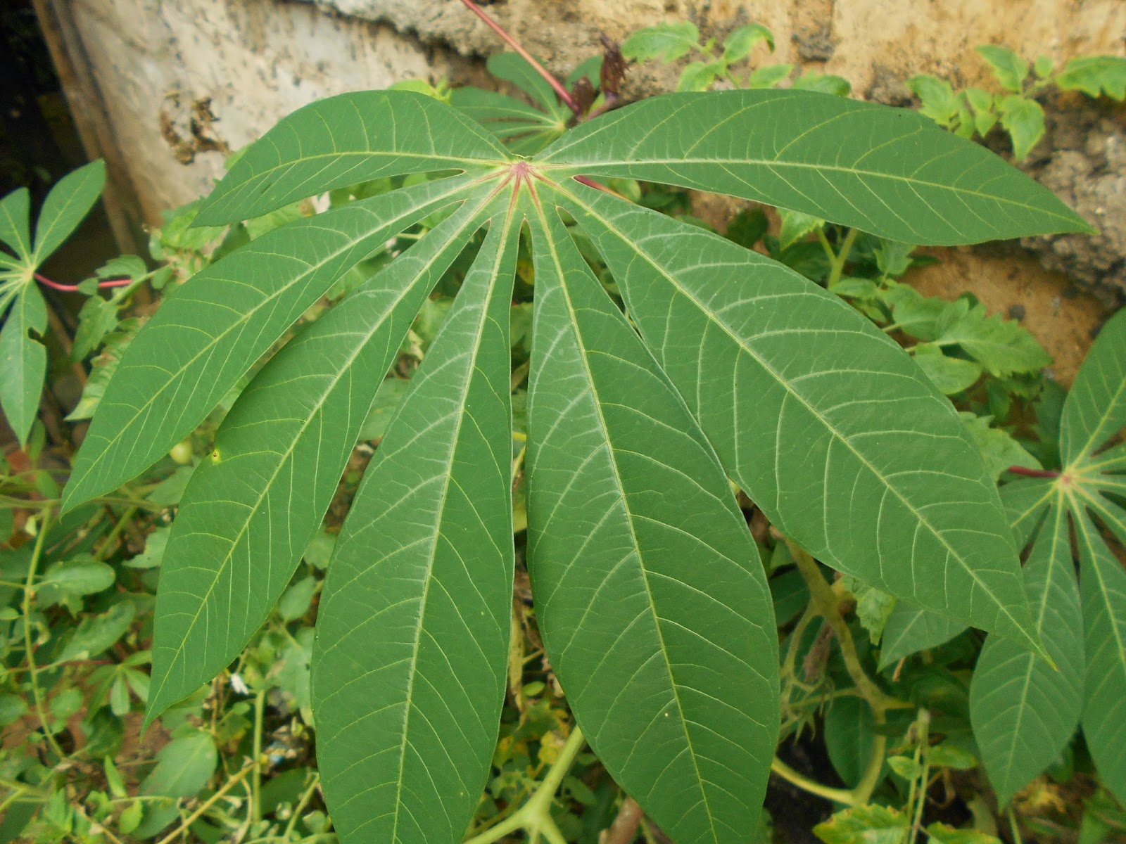 Hasil gambar untuk daun singkong