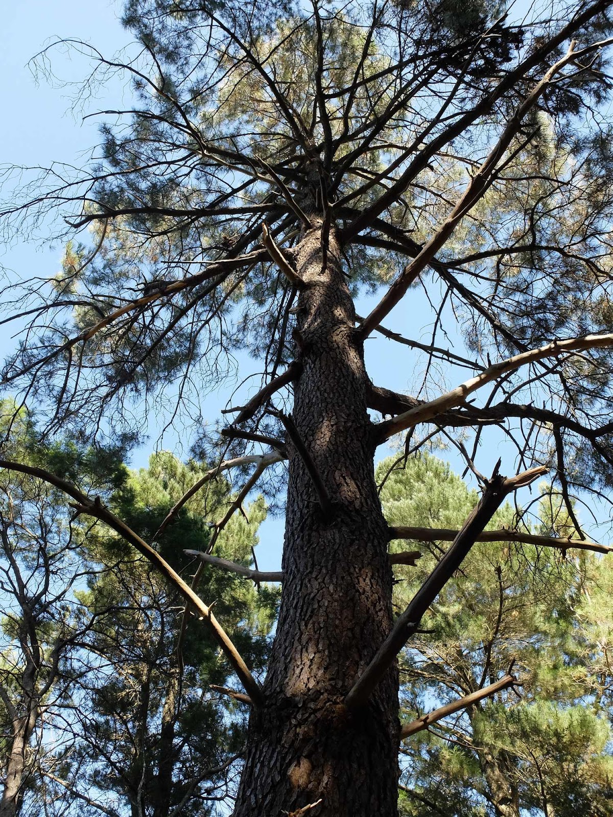 La Gerche Forest Walk (Creswick)