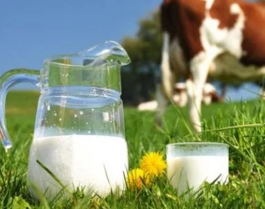 pengertian susu dan kandungan susu