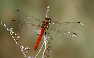 Dragonfly Wallpaper