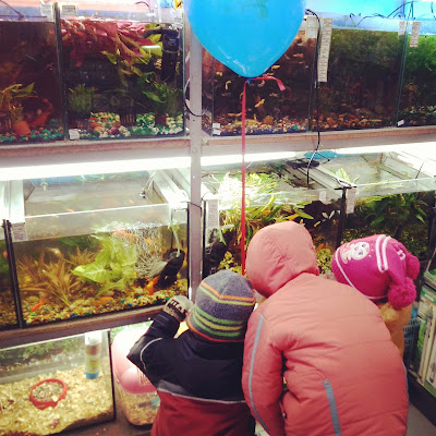 рыбы в аквариуме зоомагазин
