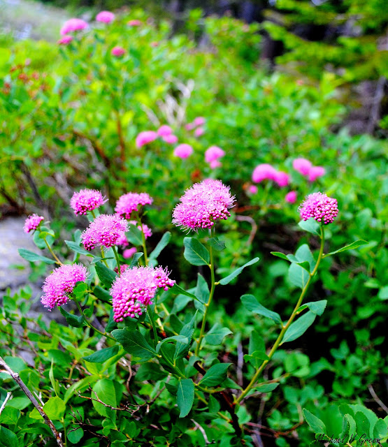 Rosy Spiraea