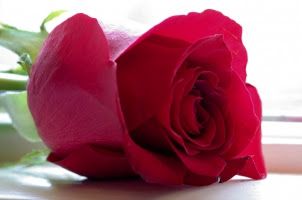 Beautiful Photos Of Love Flower Rose 6