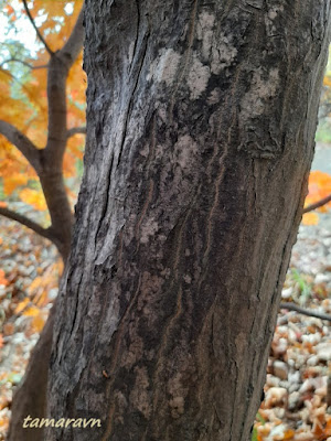 Клён ложнозибольдов (Acer pseudosieboldianum)