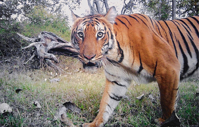 Camera trap records a tiger