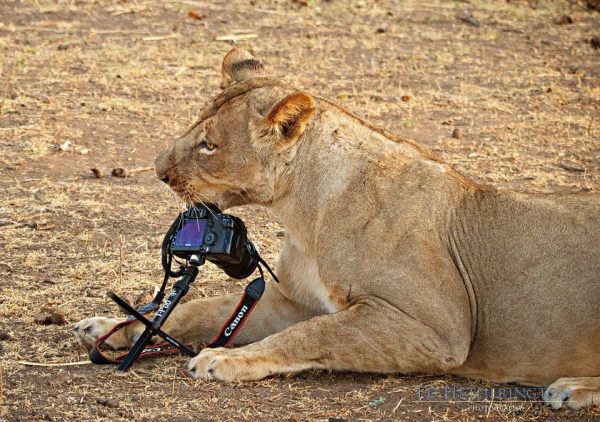 Lion steals camera, lion pictures, lion photos, animals stealing things