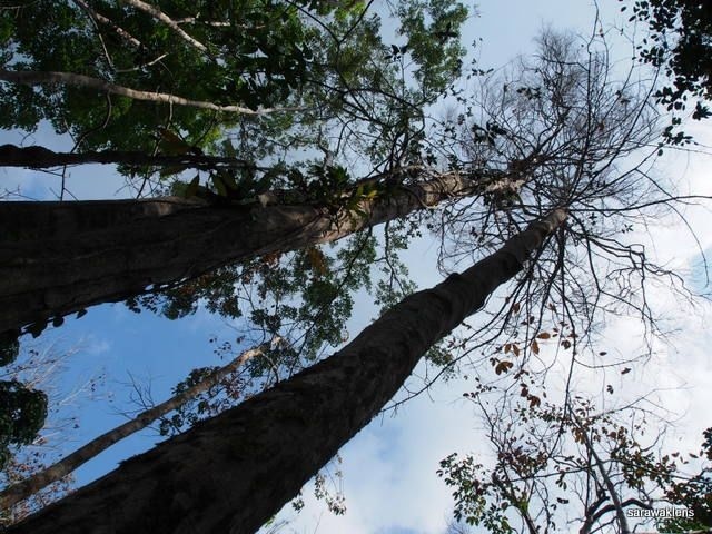 mount_jagoi_gunung_jagoi_sarawak_lens_08