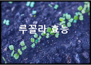 루꼴라 효능