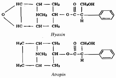 Thành phần hóa học Cây Cà Độc Dược - Datura metel - Nguyên liệu làm thuốc Chữa Ho Hen