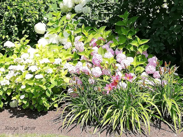 Garten_sommerbeet_Lilien